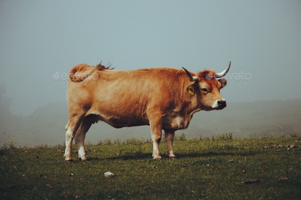 Orange cow. Farm animal in the countryside. Misty weather. Atmospheric mood.