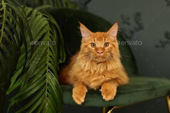 red fluffy Maine Coon cat sits on a green velvet chair