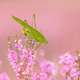 Sickle bearing bush cricket grasshopper - PhotoDune Item for Sale