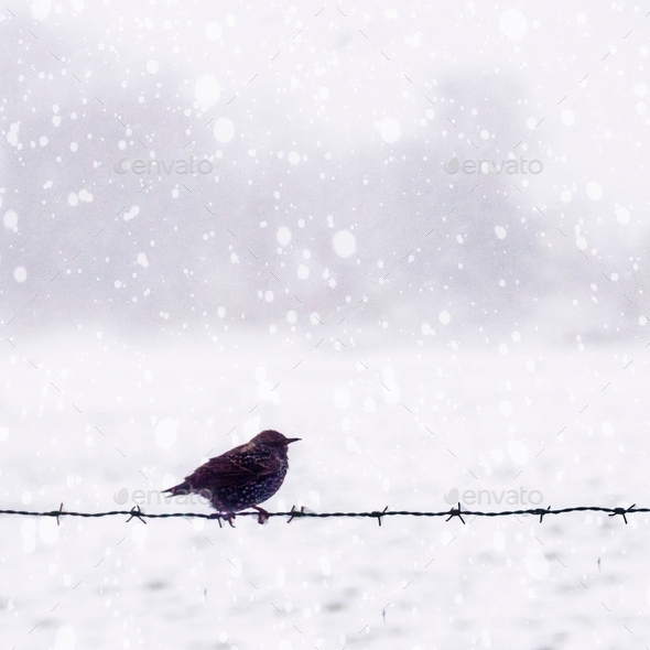 Black bird on barbed wire in snow landscape