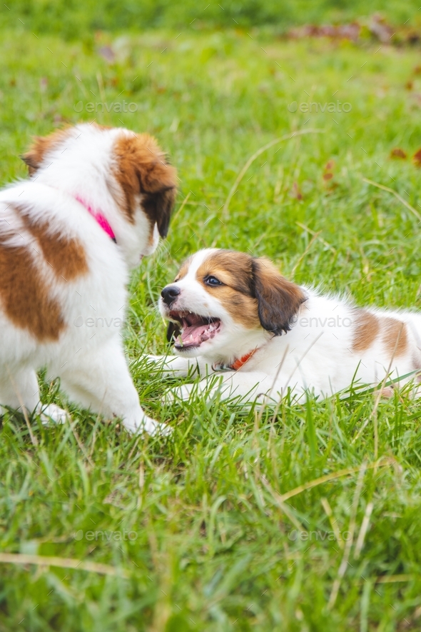 Little sale puppies playing