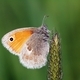 Small heath (butterfly) butterfly on grass. - PhotoDune Item for Sale