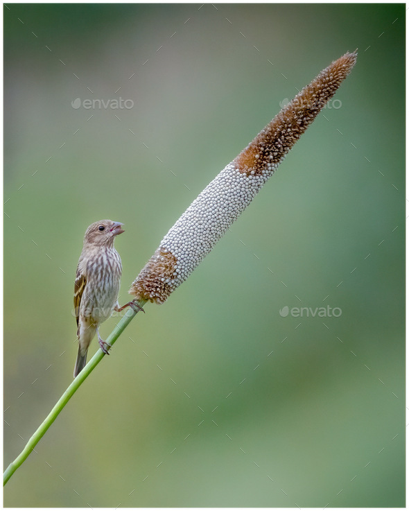 On the twig  - Stock Photo - Images