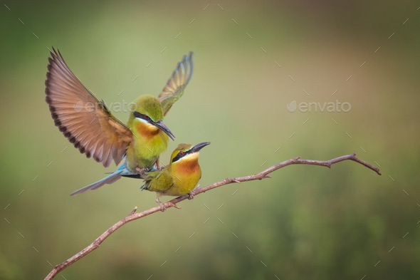 Love is on the twig  - Stock Photo - Images