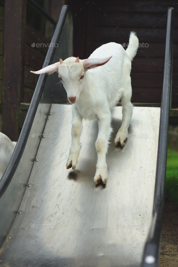 Goat at farm petting zoo animal slide fun playing funny Stock Photo by