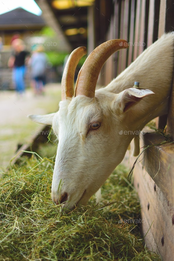 Goat at farm petting zoo animal eating Stock Photo by carlo_vstek