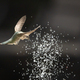 Hummingbird in Flight - PhotoDune Item for Sale