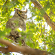 The Yellow Eyed Great Horned Owl Resting In The Tree - PhotoDune Item for Sale