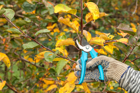 Fruit tree pruning. Garden scissors. Pruning fruit trees for sanitary reasons in the autumn