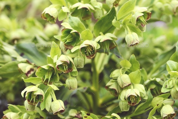 Hellebores flower blossom in springtime. - Stock Photo - Images