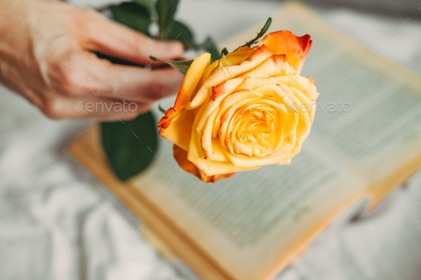 yellow-red rose on the book. Aesthetics of roses. Old book and rose. Atmospheric frame with flowers.