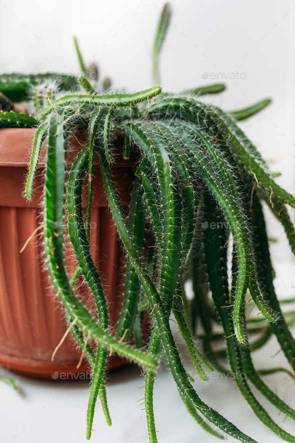 House plant Stock Photo by olgaf21 PhotoDune