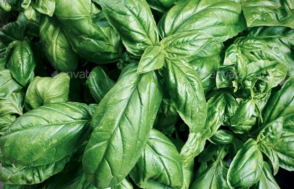 Close up photo of fresh basil, Italian Basilico. Stock Photo by fijitime