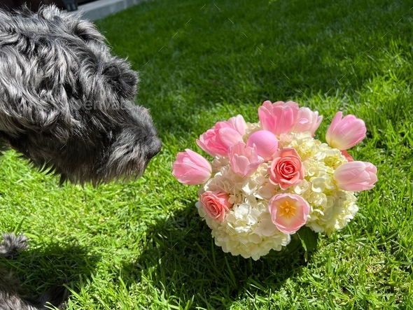 Schnauzer dog getting curious about the spring flowers and hidden easter egg