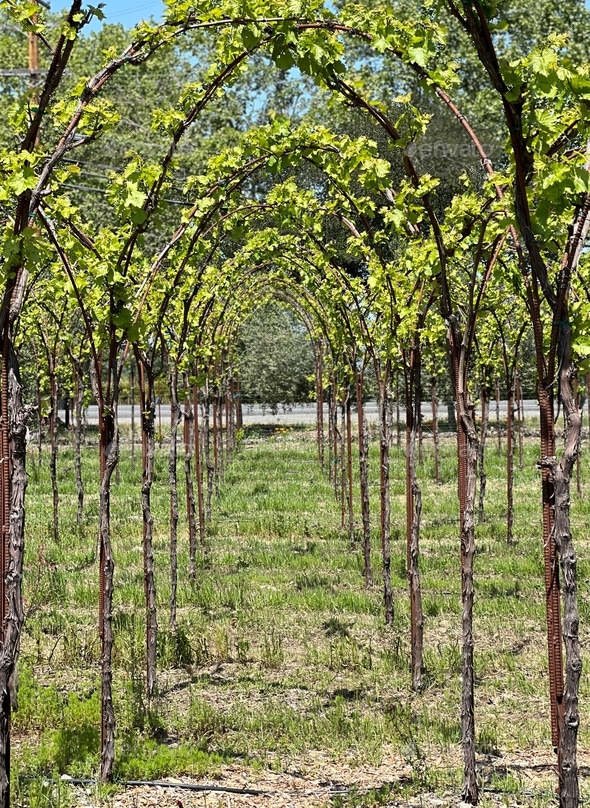 vines in the vineyard shaped over arched trellises for growing grapes