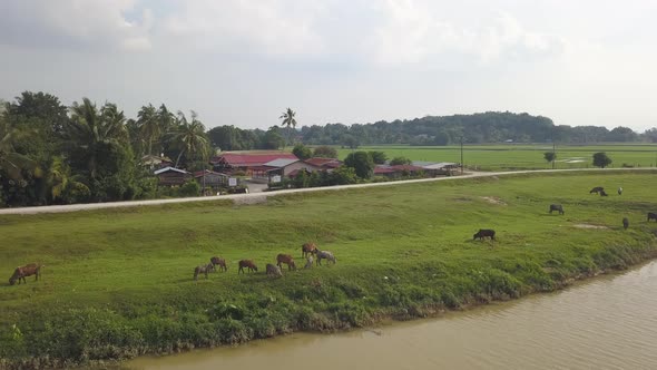 Cows grazing grass beside river alt