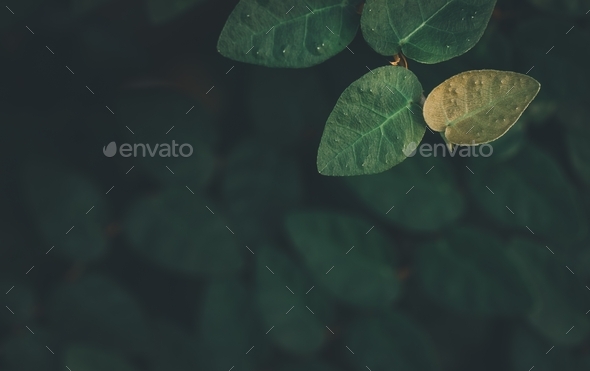 Green leaf background with dark tone well free space for text presentation - Stock Photo - Images