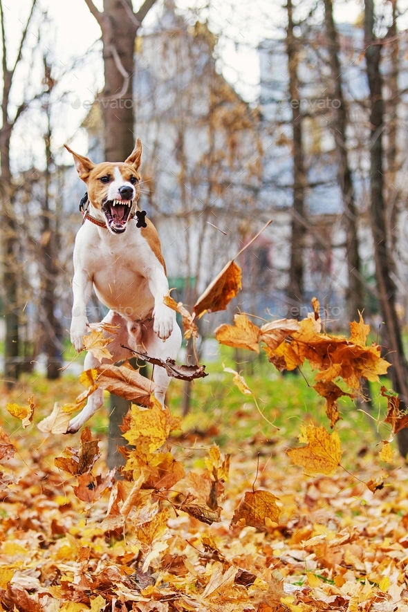 dog jumps for leaves.Cute dog in autumn leaves Stock Photo by Olmurzina