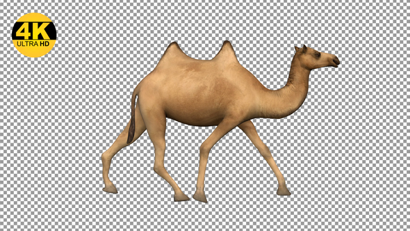 Camel Running Side View