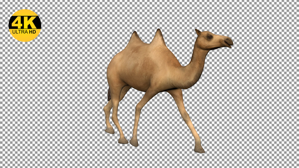 Camel Running Angled