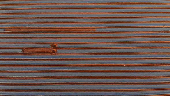 Furrows row pattern in a plowed field 