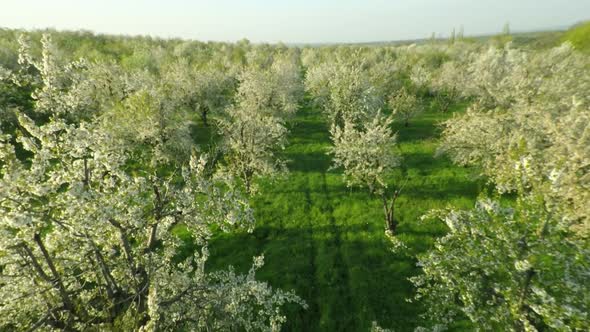  Blooming Cherry Garden 9 alt