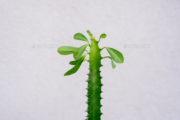 Houseplant Euphorbia trigona with leaves on top - Stock Photo - Images