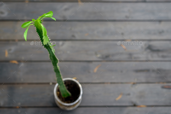 Houseplant Euphorbia trigona with leaves on top - Stock Photo - Images