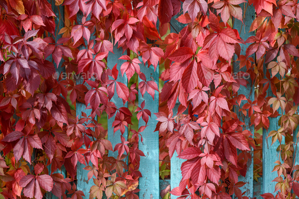 Parthenocissus in autumn with red leaves on fence - Stock Photo - Images