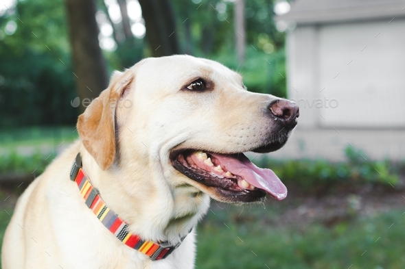 Yellow Lab - Stock Photo - Images