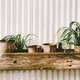potted plants - PhotoDune Item for Sale