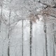 Tall snow covered trees with Autumn leaves in wooded forest during winter storm blizzard  - PhotoDune Item for Sale