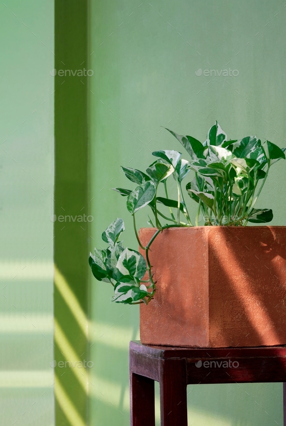 Marble Queen Pothos plant on wooden chair with green wall background in home gardening area