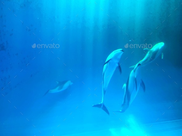 Dolphins - Stock Photo - Images