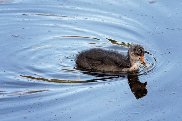 A juvenile American Coot causes ripples in calm pond.