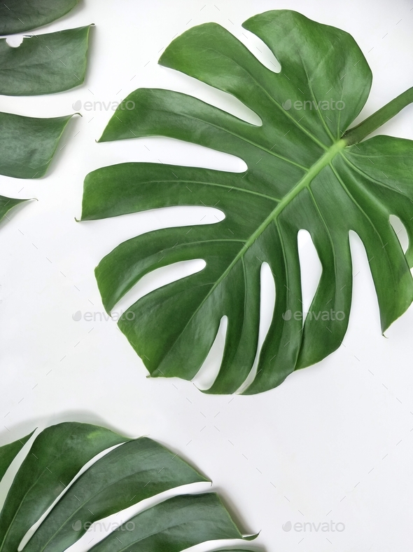 Part of green jungle Monstera leaves on white background in vertical frame