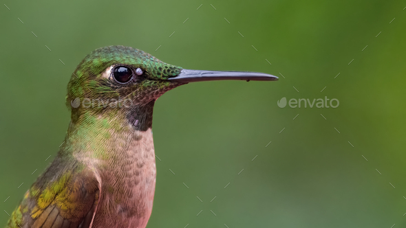 Fawn breasted brilliant (Heliodoxa rubinoides). Portrait of a hummingbird with a tick to the eye. - Stock Photo - Images