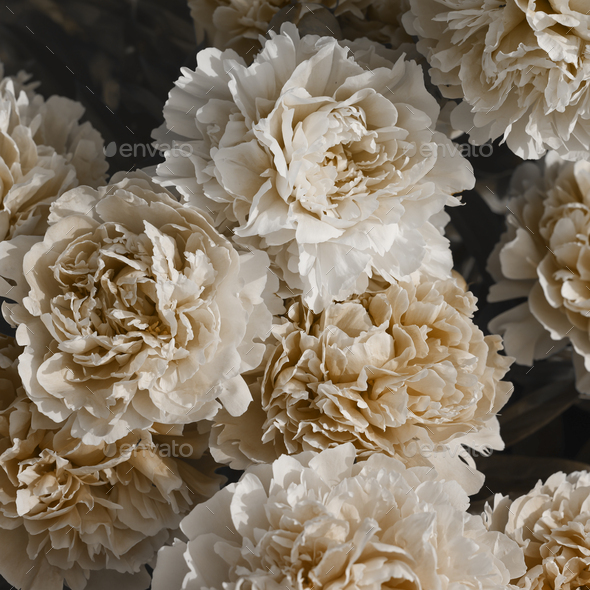 beige peonies on dark background. minimal floral and nature style, selective focus, holiday card.