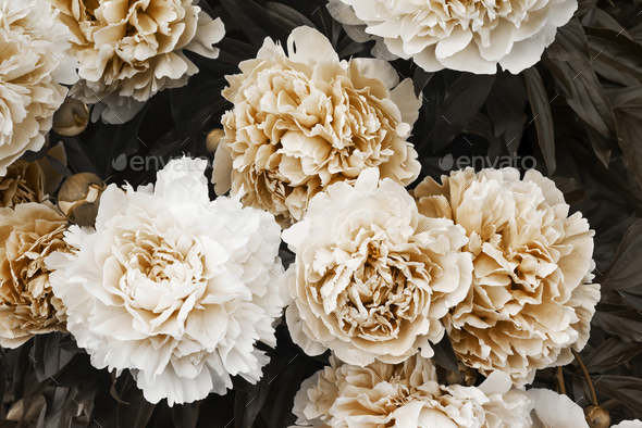 beige peonies on dark background. minimal floral and nature style, selective focus, holiday card.