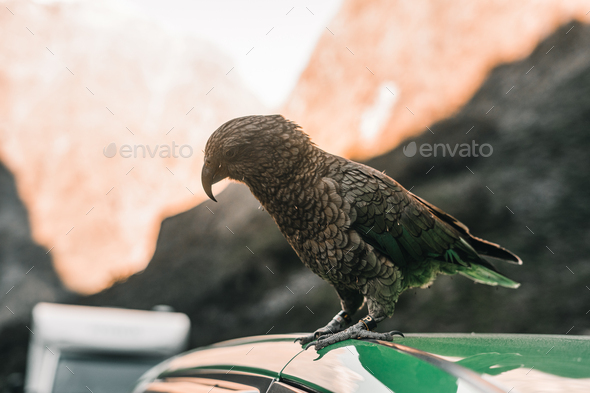 bird with curved beak perched on roof of green car calm and relaxed standing in nature near rocky
