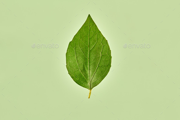 One green salix pentandra tree leaf on light green background, detailed macro of bay willow leaf - Stock Photo - Images