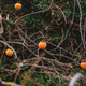 View through the naked branches of khaki fruits growing on a tree - PhotoDune Item for Sale