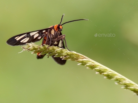 Tiger Moth Stock Photo By Zakipurnomo21 