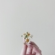 A hand holding a bunch of chamomile with a minimal backdrop - PhotoDune Item for Sale