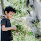 a boy is feeding a horse - PhotoDune Item for Sale