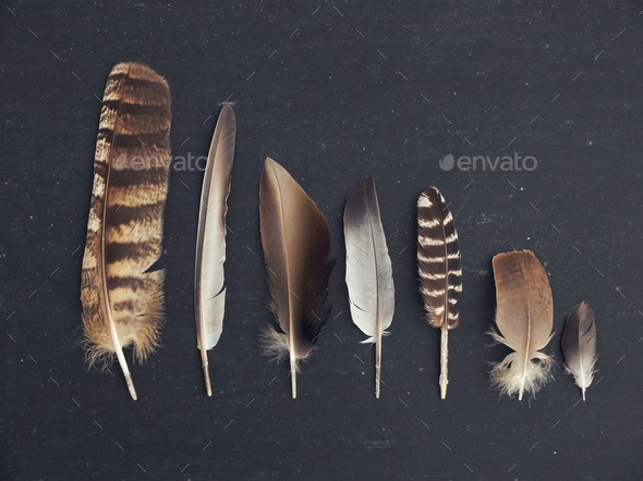 Seven brown feathers laid out against a black background going