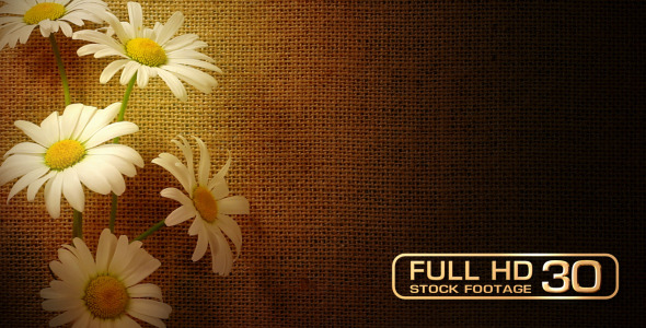 Daisies On Burlap Sack Background