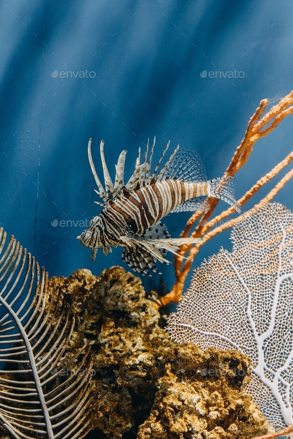 Fish in an aquarium at the Indianapolis zoo Stock Photo by