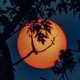 Great ball of fire orange sun behind smiling tree branches glowing thru foggy darkness like the moon - PhotoDune Item for Sale