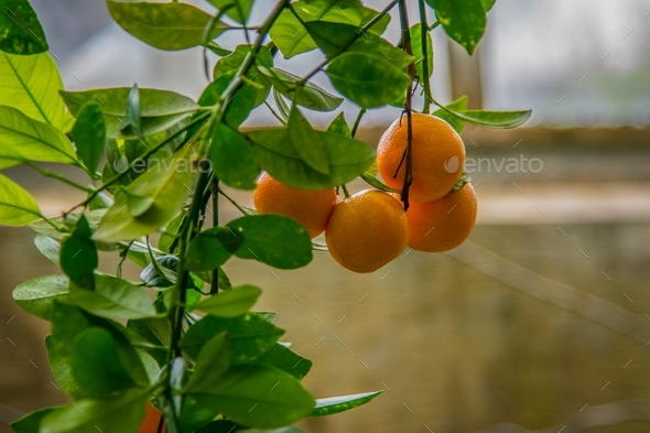 Oranges growing in a greenhouse